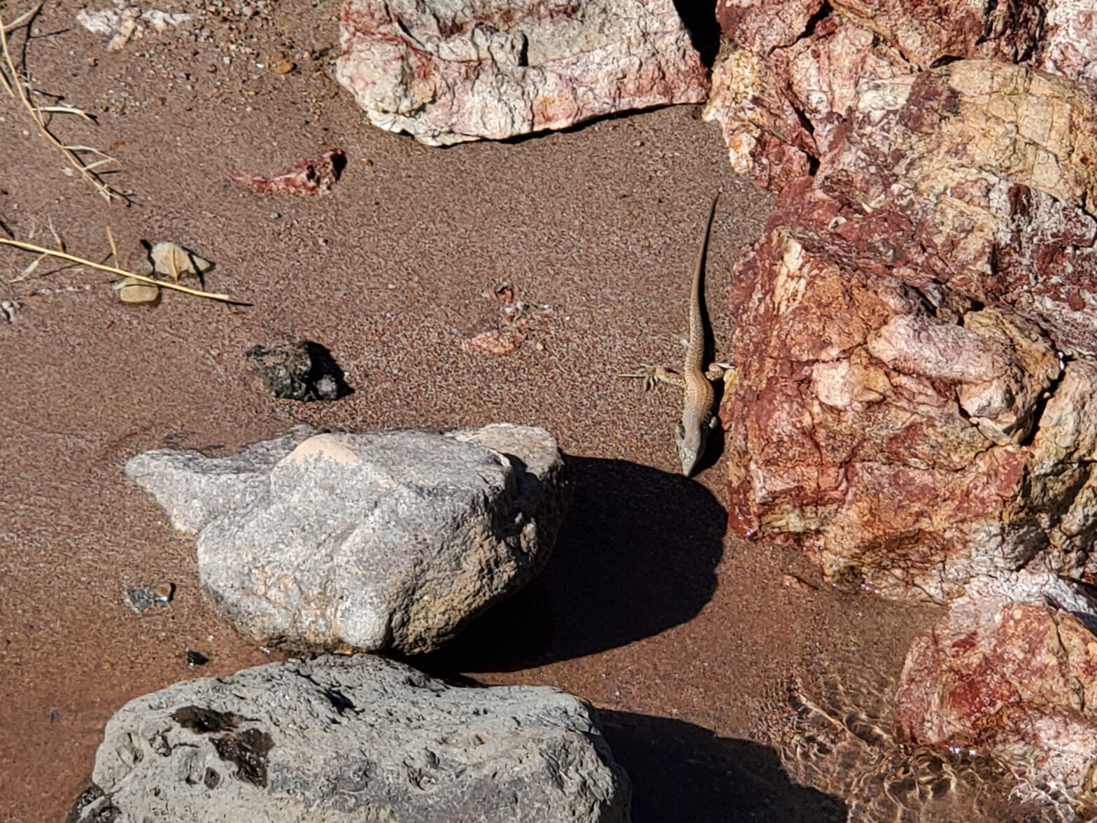 What I’ve Learned By Doing the NY Times Crossword 800 Days in a Row